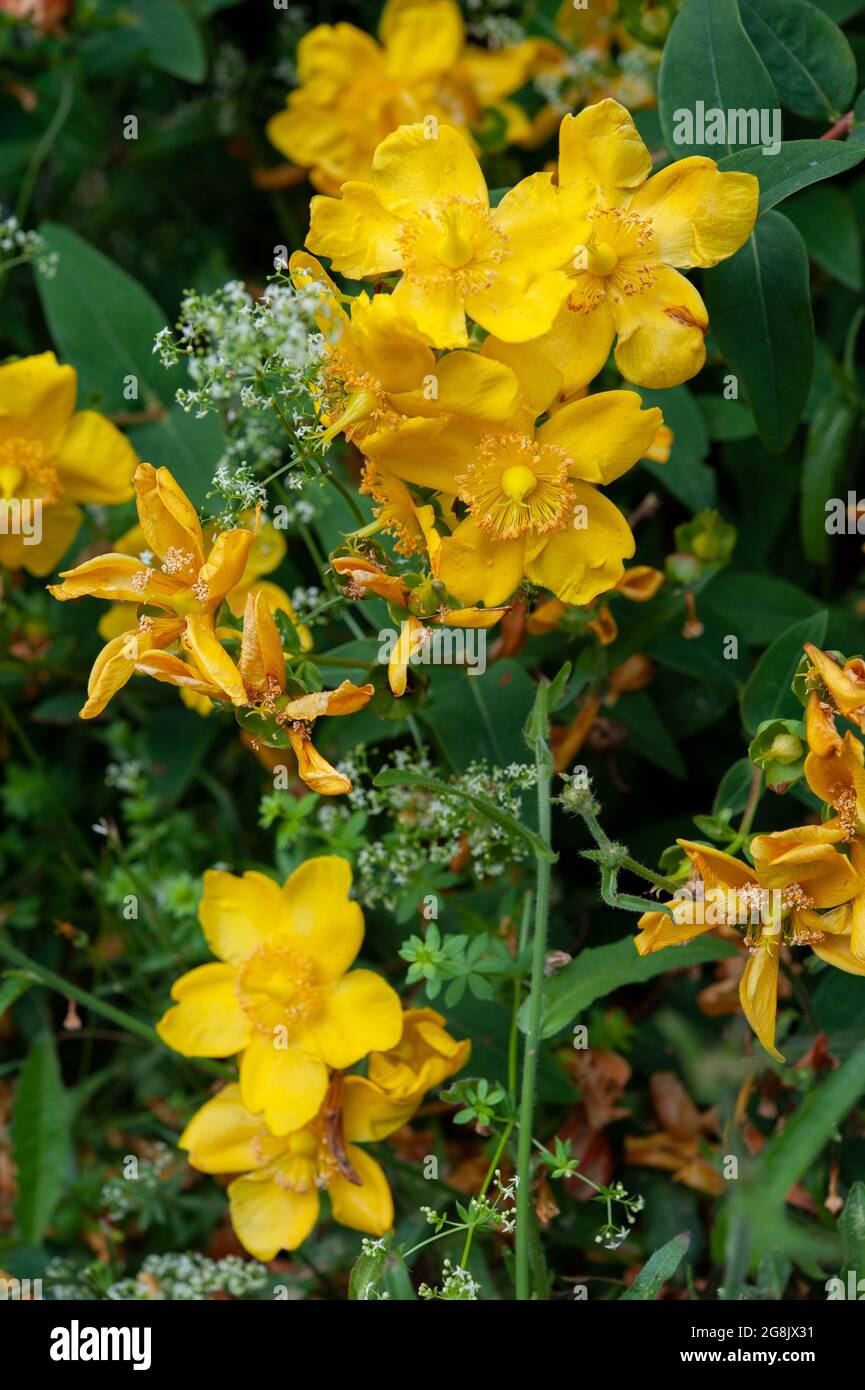 Fiori e foglie gialli ipericum ornamentali (primo piano). Foto Stock