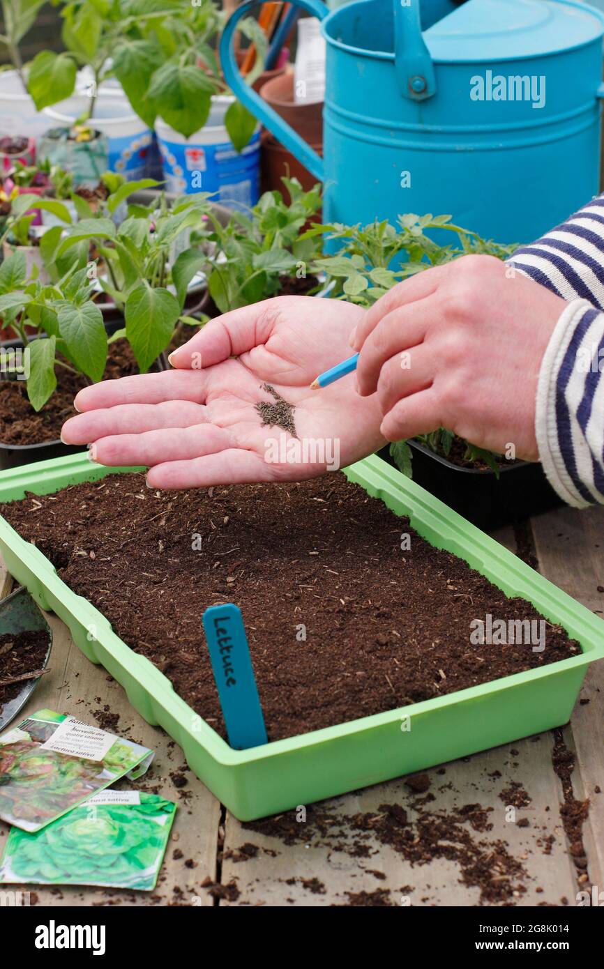 Lattuga semina - Lactuca sativa. Iniziando fuori dai semi di lattuga in un vassoio prima di trapiantare i semenzali. Foto Stock