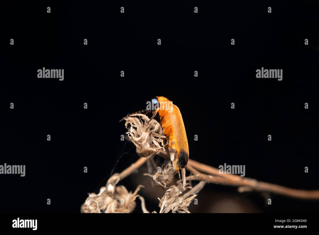 Firefly, Photinus piralis, Satara, Maharashtra, India Foto Stock