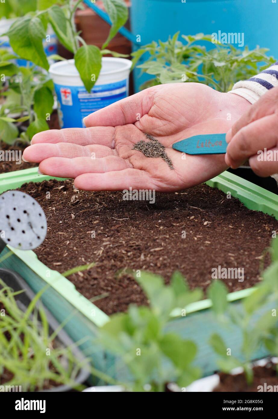 Semina i semi di lattuga in un vassoio usando un'etichetta di pianta per contribuire a spruzzare sottile. Lactuca sativa. Foto Stock