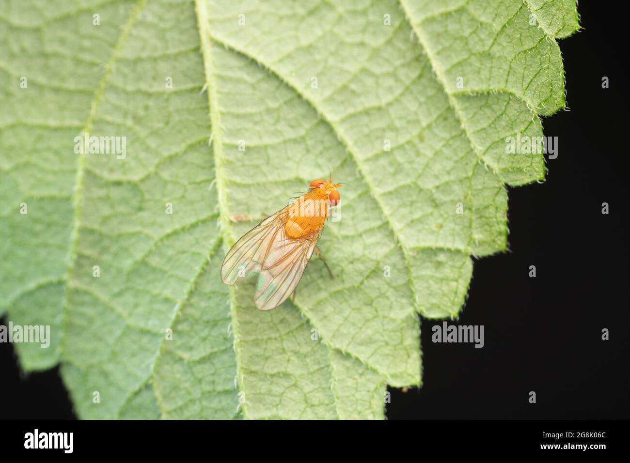 Fruitfly, Drosophila melanogaster, Satara, Maharashtra, India Foto Stock