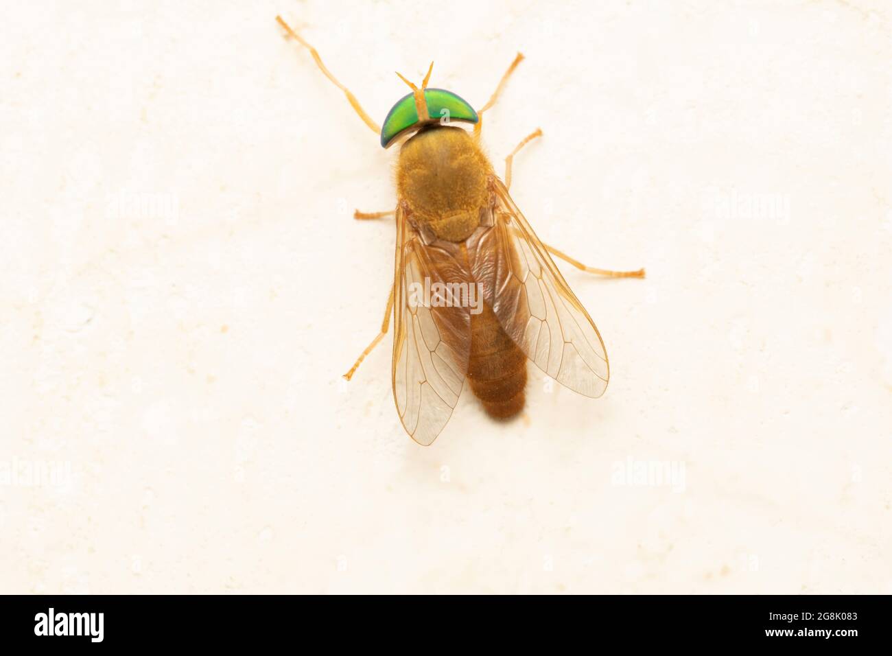 Crine di Greenhead, Tabanus nigrovittatus, Satara, Maharashtra, India Foto Stock