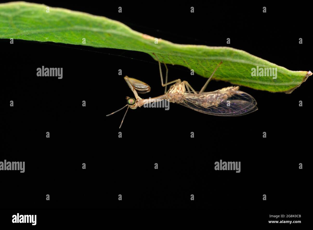 Macewing Mantis, Myspa styriaca, Satara, Maharashtra, India Foto Stock