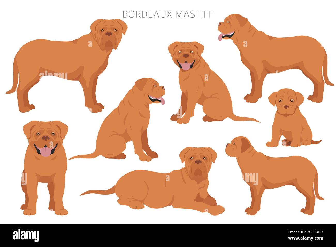 Bordeaux mastiff clipart. Diversi colori del cappotto e set di pose. Illustrazione vettoriale Illustrazione Vettoriale