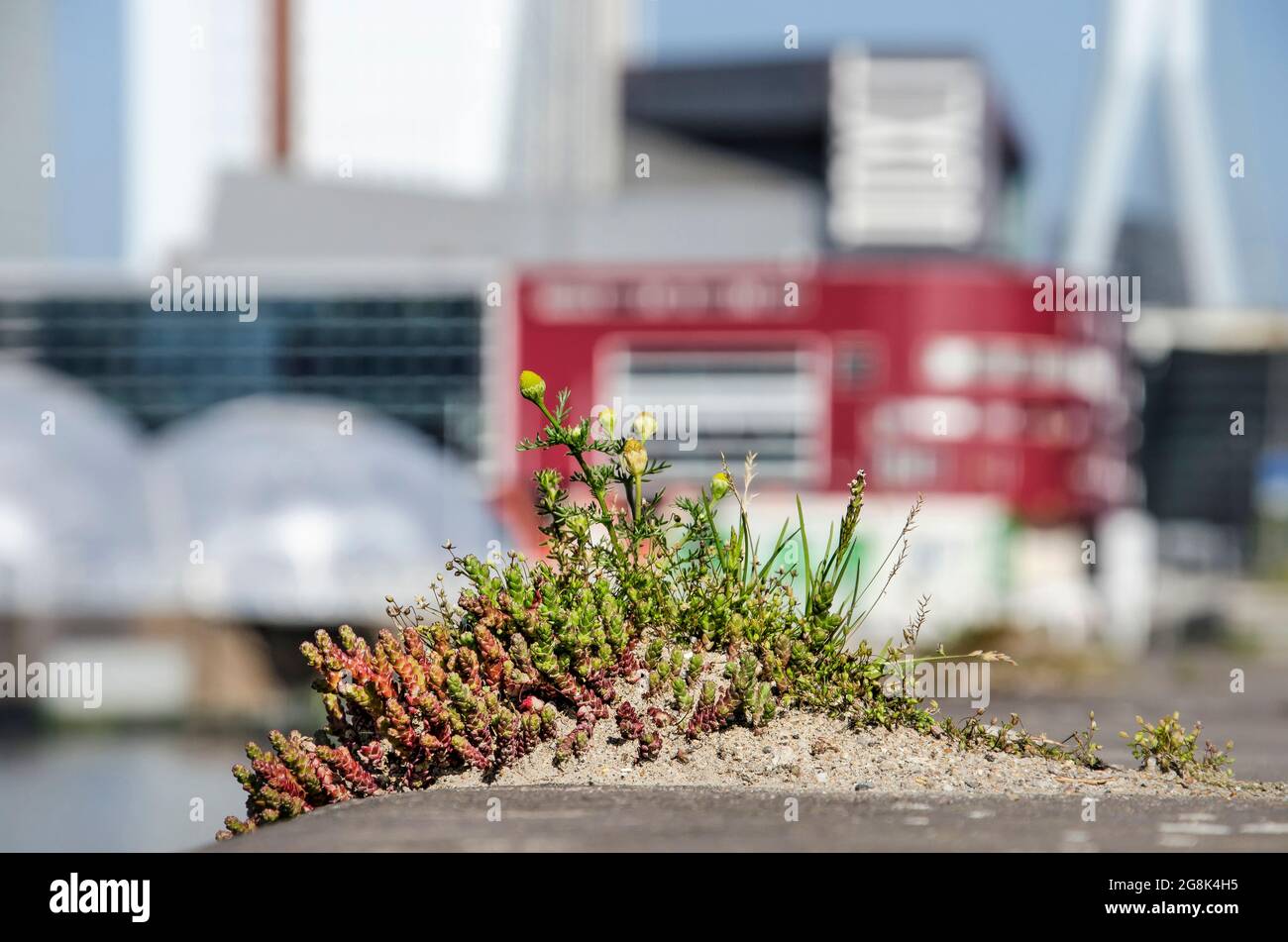 Rotterdam, Paesi Bassi, 14 luglio 2021: Stonecrop di ananas e muschio che cresce in un pezzetto di terreno sulla banchina del porto di Rijnhaven con Luxor Th Foto Stock