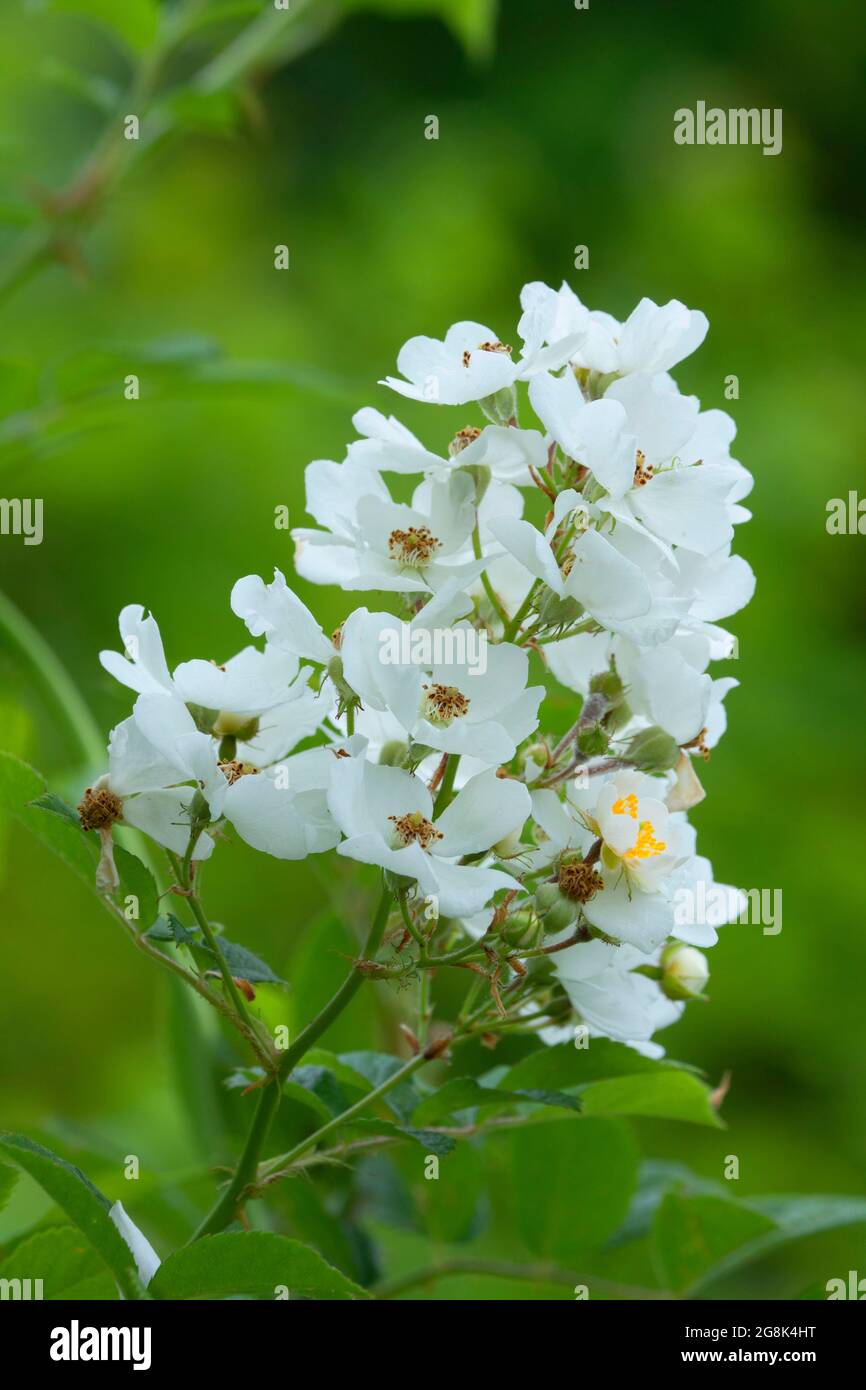 Multiflora Rose, Clifty Canyon state Park, Indiana Foto Stock