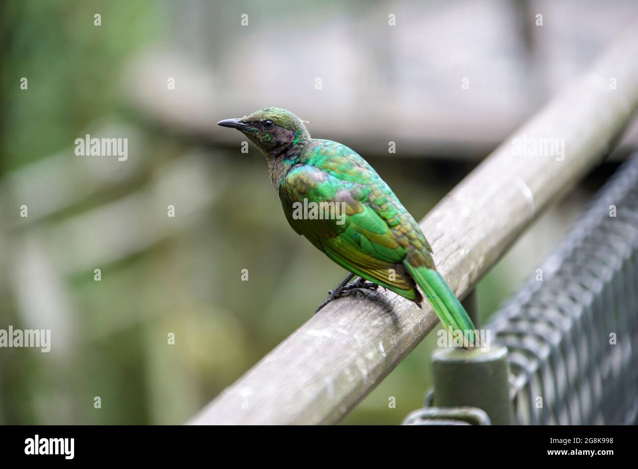 La stella smeraldo (Lamprotornis iris) è una piccola stella con una corona verde metallizzata, corpo superiore, ali e coda. I copriauricolari e le parti inferiori Foto Stock