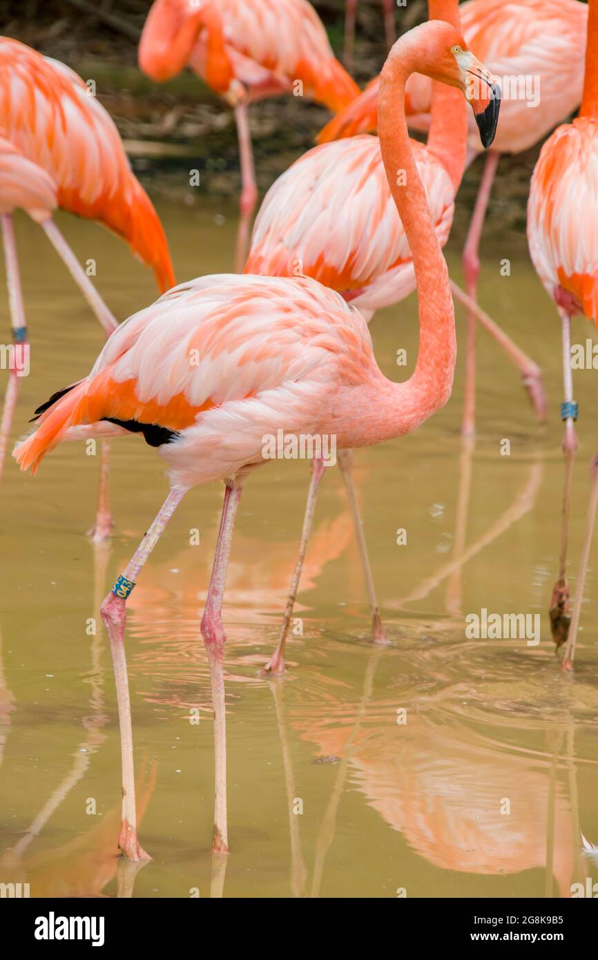 Il fenicottero americano (fenicottero ruber) è un grande uccello che pervade con piumaggio rosa-rossastro. Foto Stock