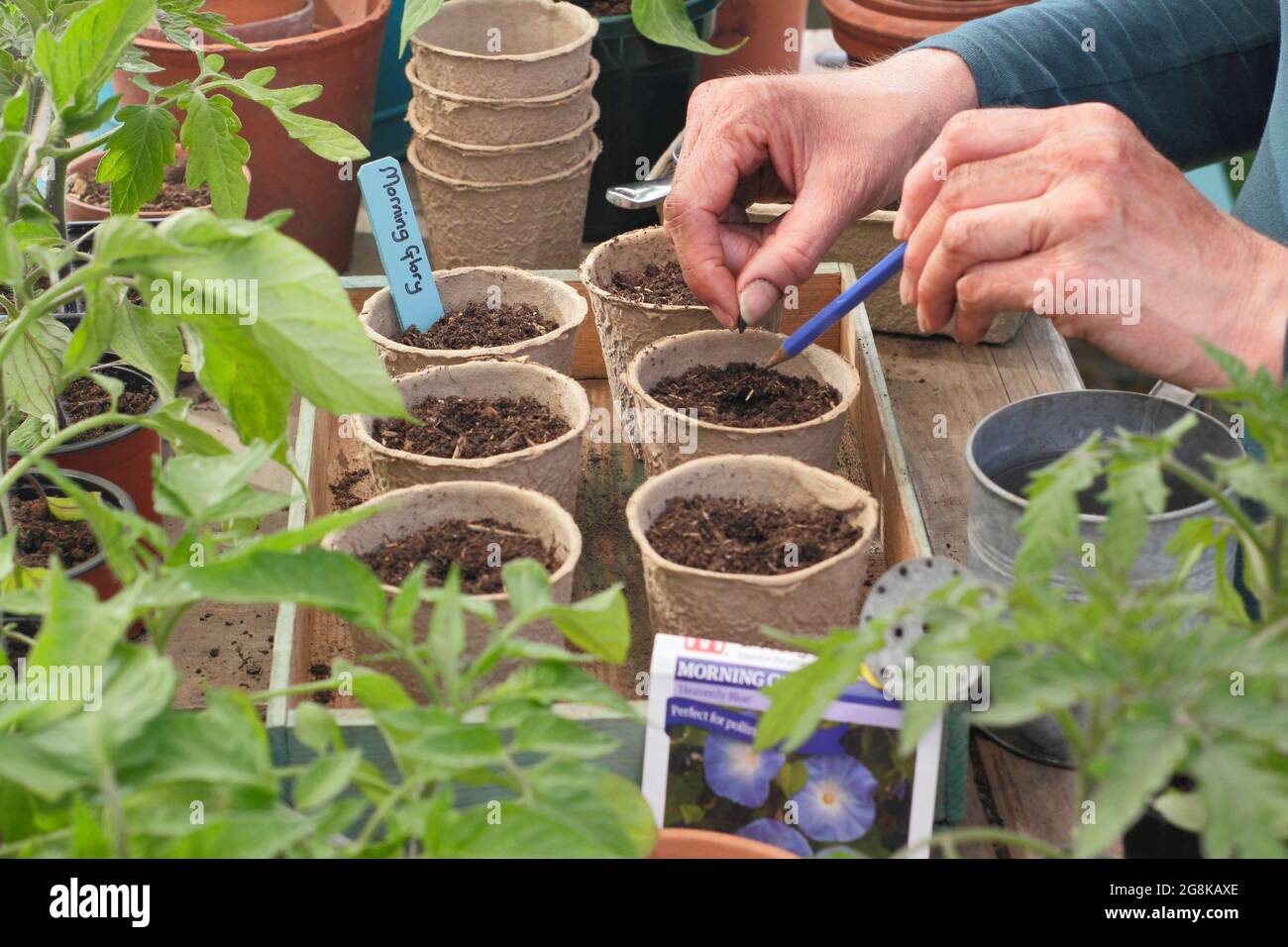 Semina annuals. Donna che semina gloria mattina - Ipomoea tricolore 'Heavenly Blue' - in fibra biodegradabile pots.UK Foto Stock