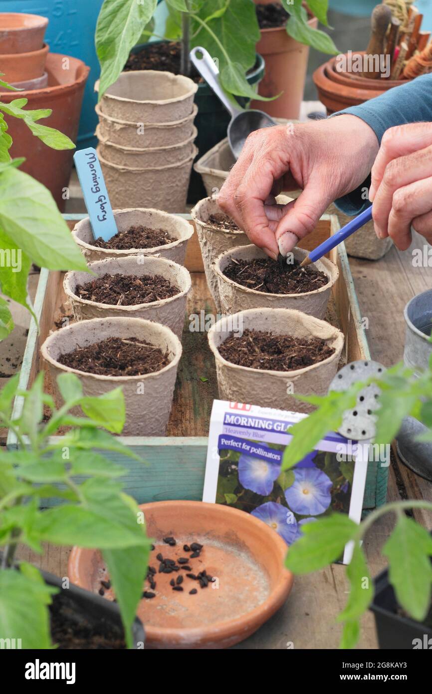 Semina annuals. Donna che semina gloria mattina - Ipomoea tricolore 'Heavenly Blue' - in fibra biodegradabile pots.UK Foto Stock