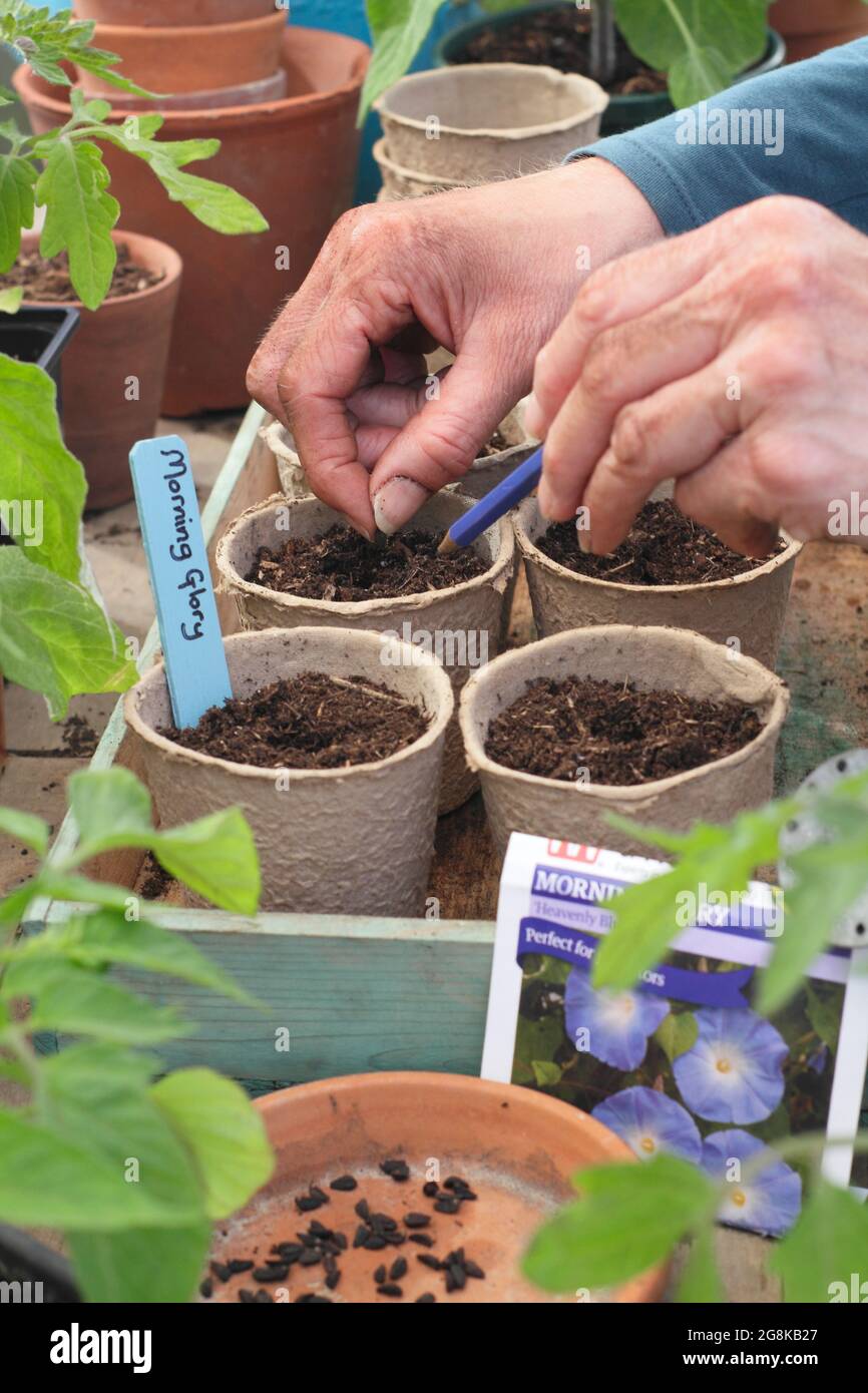 Semina annuals. Donna che semina gloria mattina - Ipomoea tricolore 'Heavenly Blue' - in fibra biodegradabile pots.UK Foto Stock