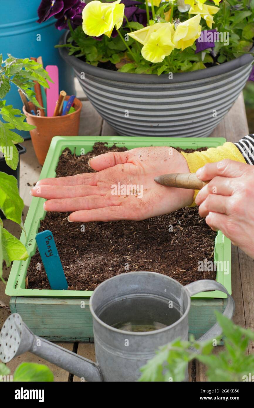 Semina semi. Donna che semina semi di pansy - 'Early Mixed' in un vassoio di semi Foto Stock