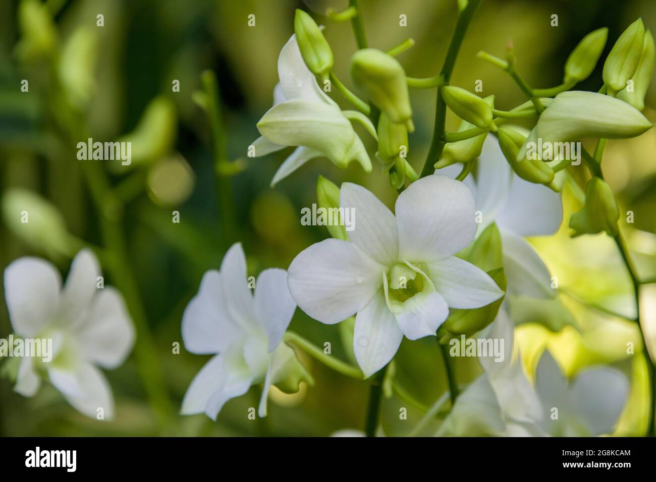 Dendrobium memoria Principessa Diana (Dendrobium Pattaya Beauty x Dendrobium Fairy Wong). Questo orchird è stato chiamato in memoria della principessa del Galles Foto Stock