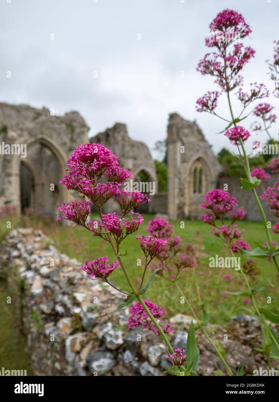 Le rovine di Creake Abbey vicino al villaggio di North Creake nella rurale Norfolk del Nord, Anglia orientale. Fiori selvaggi valeriani in primo piano. Foto Stock