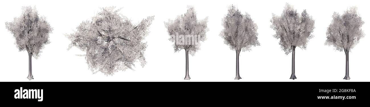 Insieme o raccolta di disegni di alberi isolati su sfondo bianco . Concetto o illustrazione 3d concettuale per natura, ecologia e conservazione Foto Stock