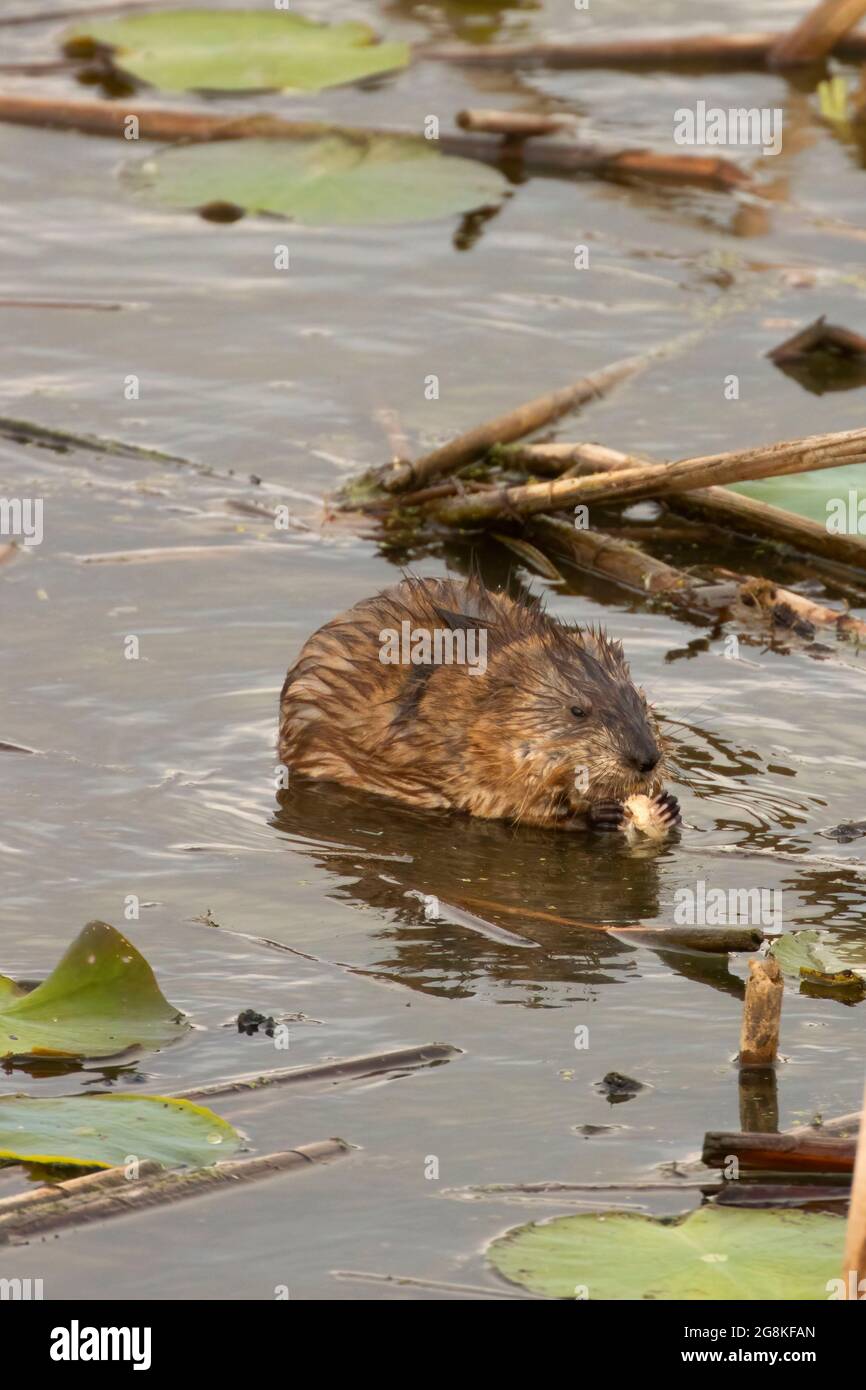 Muskrat (Ondatra zibethicus), Loess Bluffs National Wildlife Refuge, Missouri Foto Stock