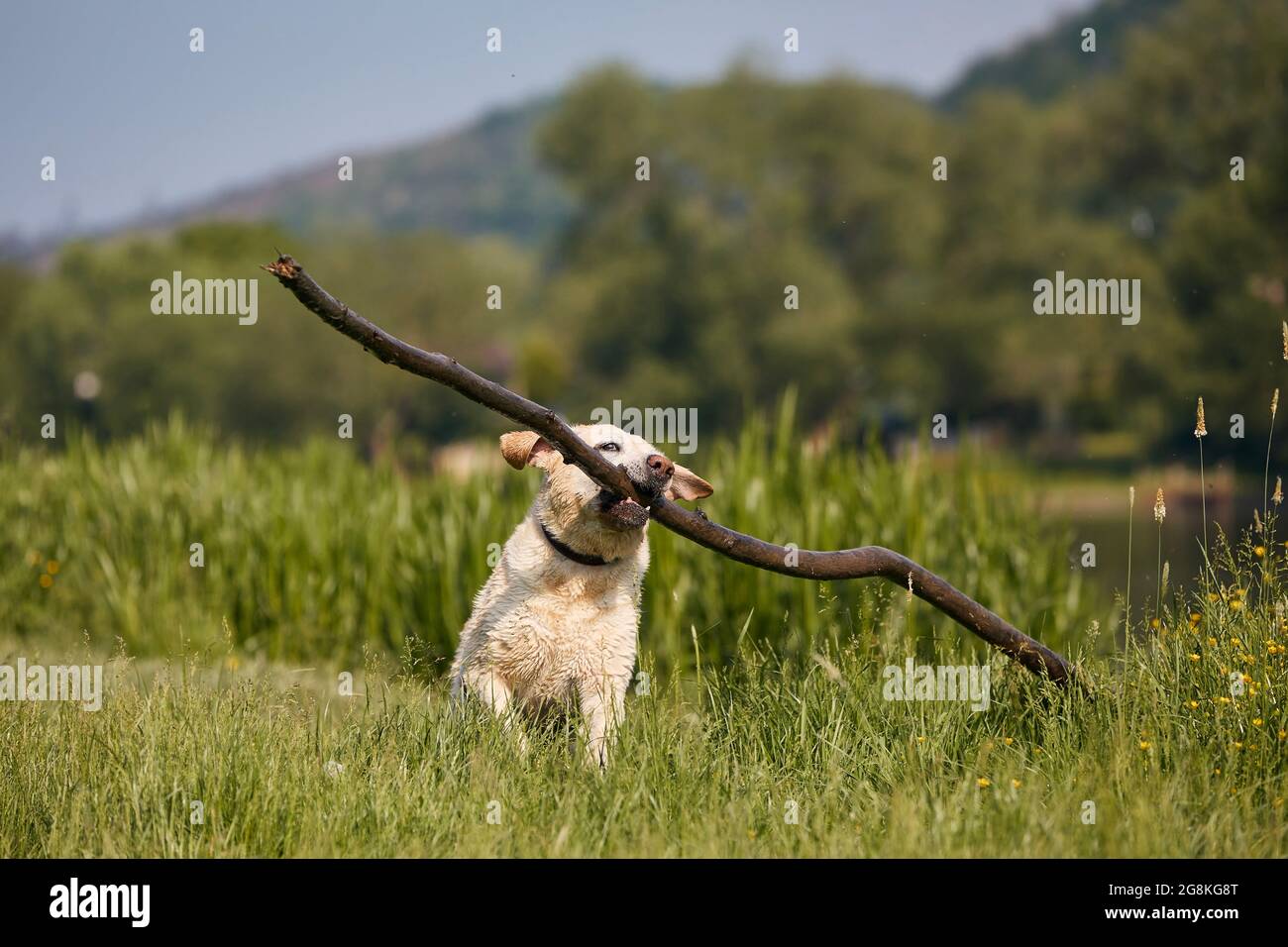 Cane felice che gioca sul prato. Funny labrador Retriever ha fatto un lungo bastone in bocca durante il giorno di sole. Foto Stock