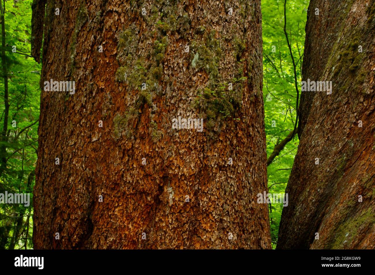 Una foto esterna della foresta del nord-ovest di Pacifc con un vecchio albero di abete Douglas in crescita Foto Stock
