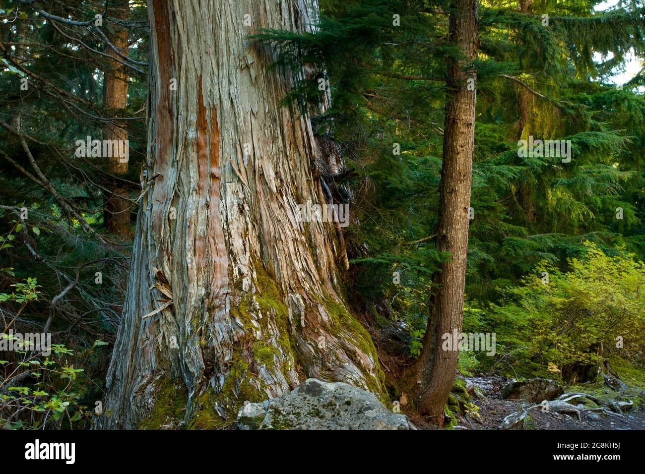 Un'immagine esterna di una foresta nord-occidentale del Pacifico con un vecchio albero di cedro giallo dell'Alaska in crescita Foto Stock
