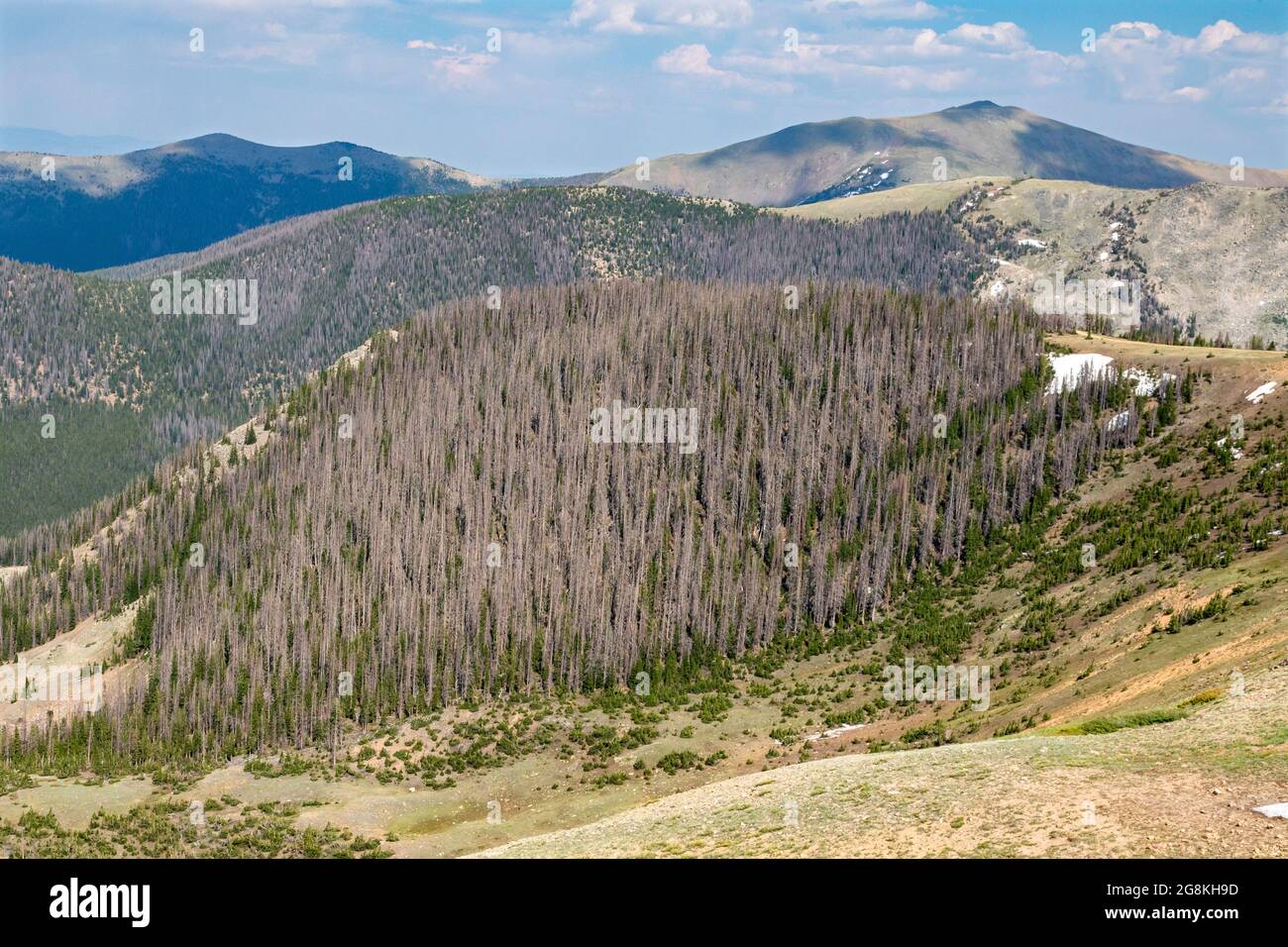 Monarch, Colorado - alberi vicino alla divisione continentale su Monarch Mountain uccisi dal barbabietola di abete rosso (Dendroctonus rufipennis). Il problema è e. Foto Stock