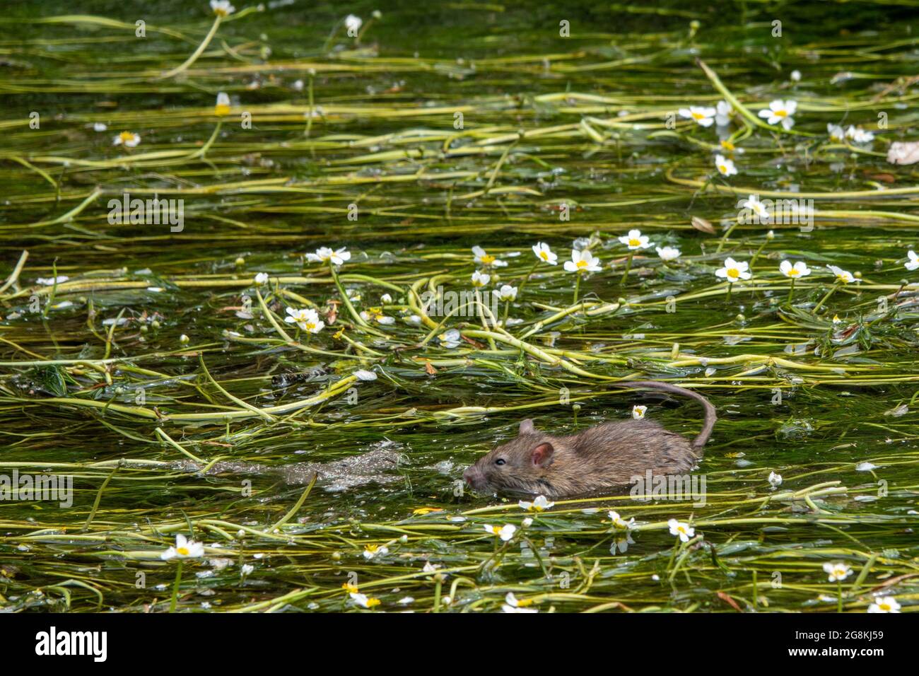 cute acqua ratto nuoto tra le erbacce e fiori nel fiume Foto Stock