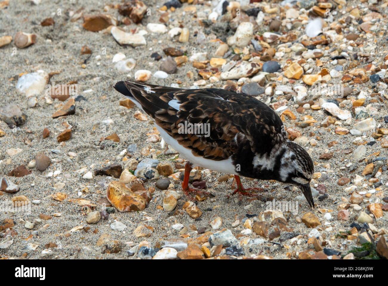 bella giradischi sulla spiaggia Foto Stock