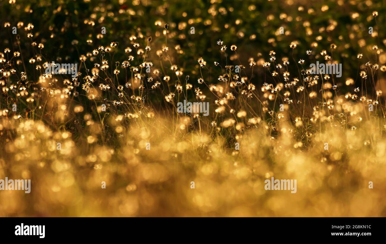 Fiori d'erba in fiore campi in estate mattina, fiori d'erba bianca in piena fioritura. Messa a fuoco selettiva. Foto Stock