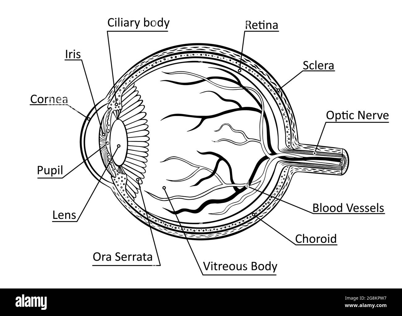 Diagramma anatomico dell'occhio. Schizzo della struttura dell'organo di visione su sfondo bianco. Illustrazione vettoriale. Illustrazione Vettoriale