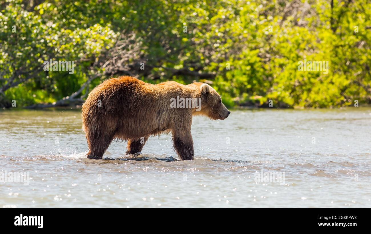Orso bruno o Ursus arctos beringiano pesca nel lago curile. Kamchatka, Russia Foto Stock