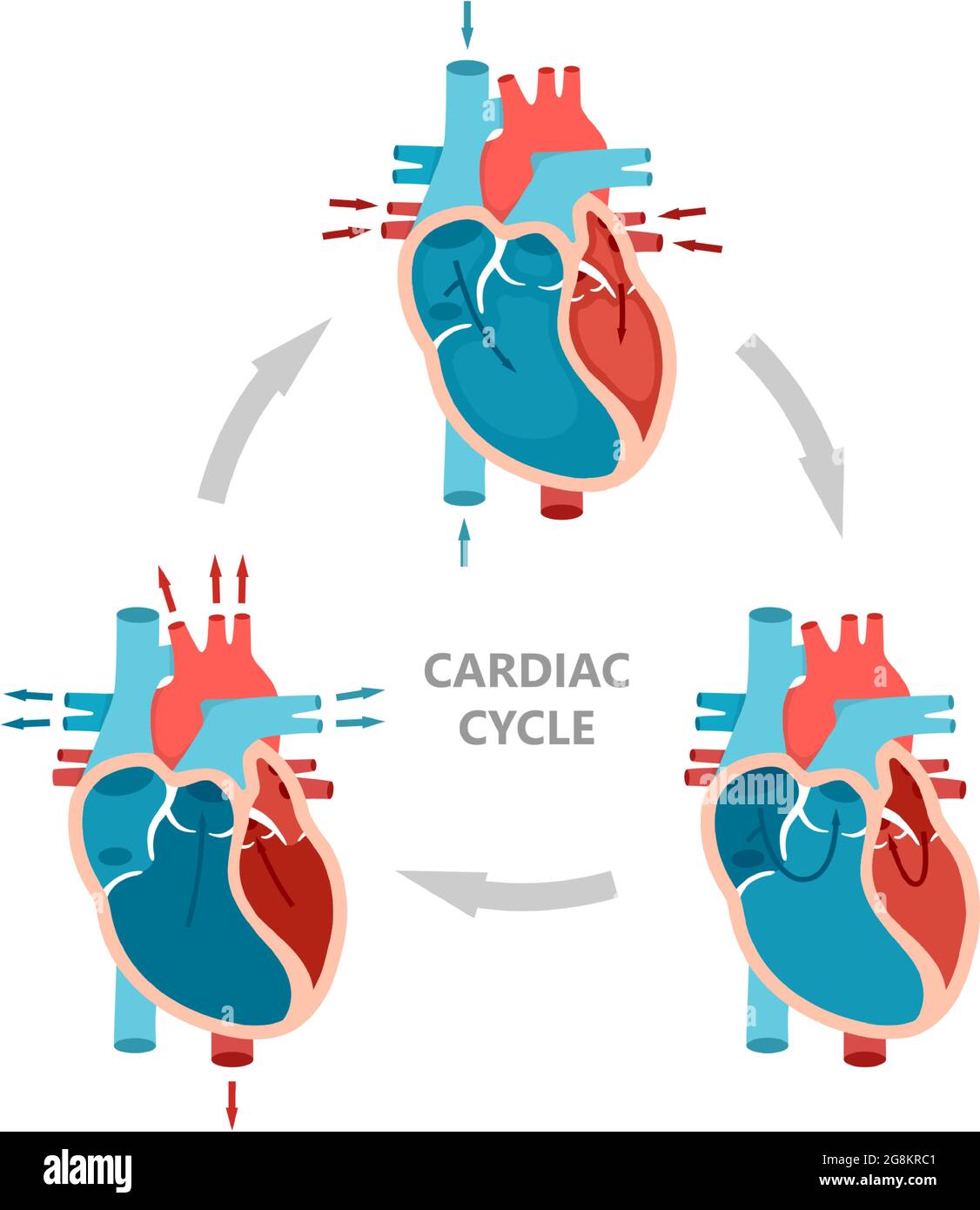 Fasi del ciclo cardiaco: Diastole, sistole atriale e diastole atriale.  Diagramma anatomico del cuore con flusso sanguigno Immagine e Vettoriale -  Alamy