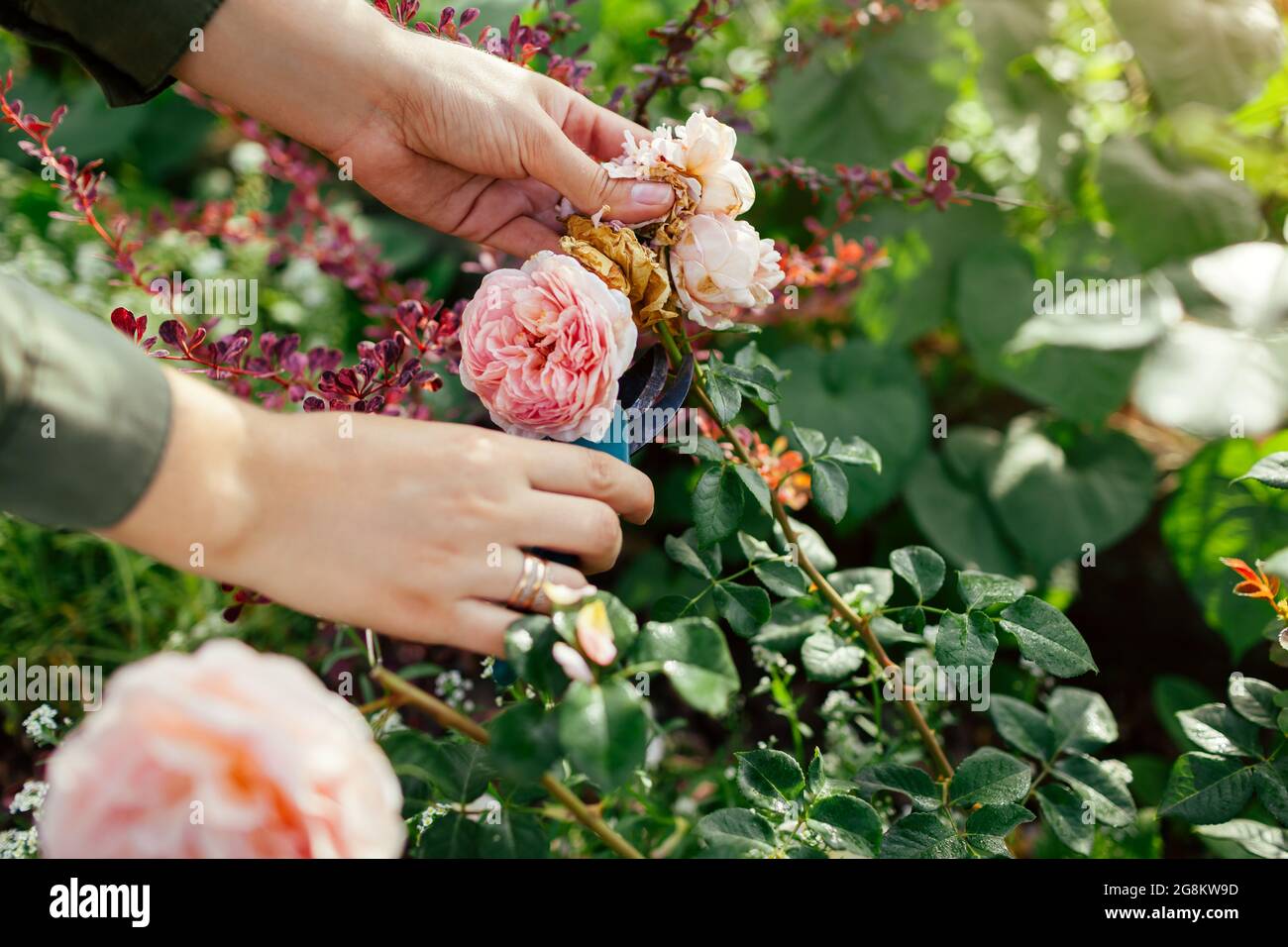 La deadheading della donna ha speso i fianchi della rosa inglese nel giardino estivo. Giardiniere che taglia i fiori selvaggi con la potatrice. Abraham Darby è salito da Austin Foto Stock