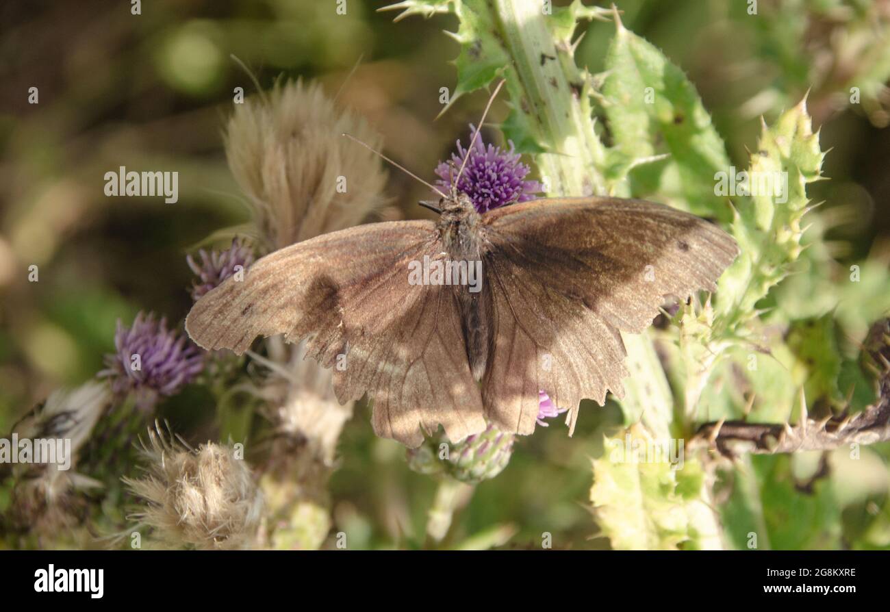 Schmetterling Foto Stock