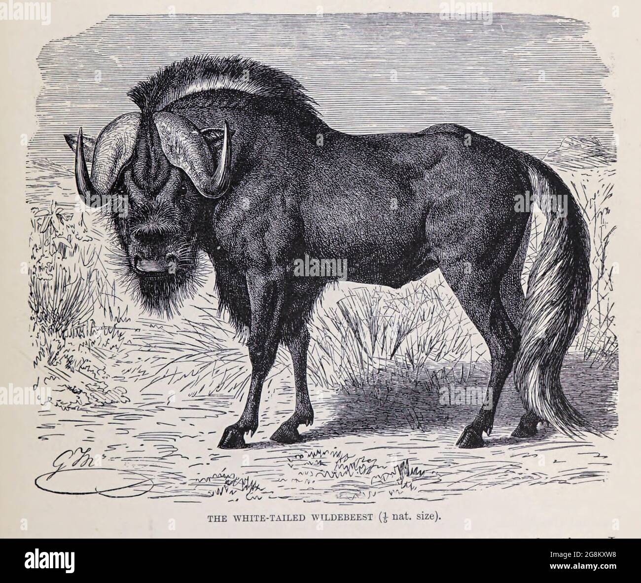 Il wildebeest nero (Connochaetes gnou) o gnu dalla coda bianca [qui come Wildebeest dalla coda bianca] dal libro ' Royal Natural History ' Volume 2 edito da Richard Lydekker, pubblicato a Londra da Frederick Warne & Co nel 1893-1894 Foto Stock