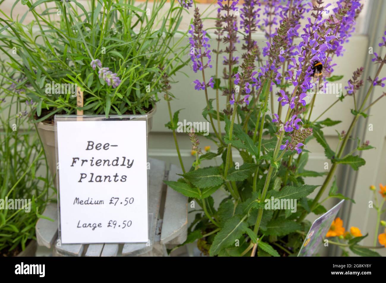 Un'ape su una pianta amichevole delle api fuori di un negozio di beneficenza di sviluppo a Monmouth, Galles, Regno Unito. Foto Stock