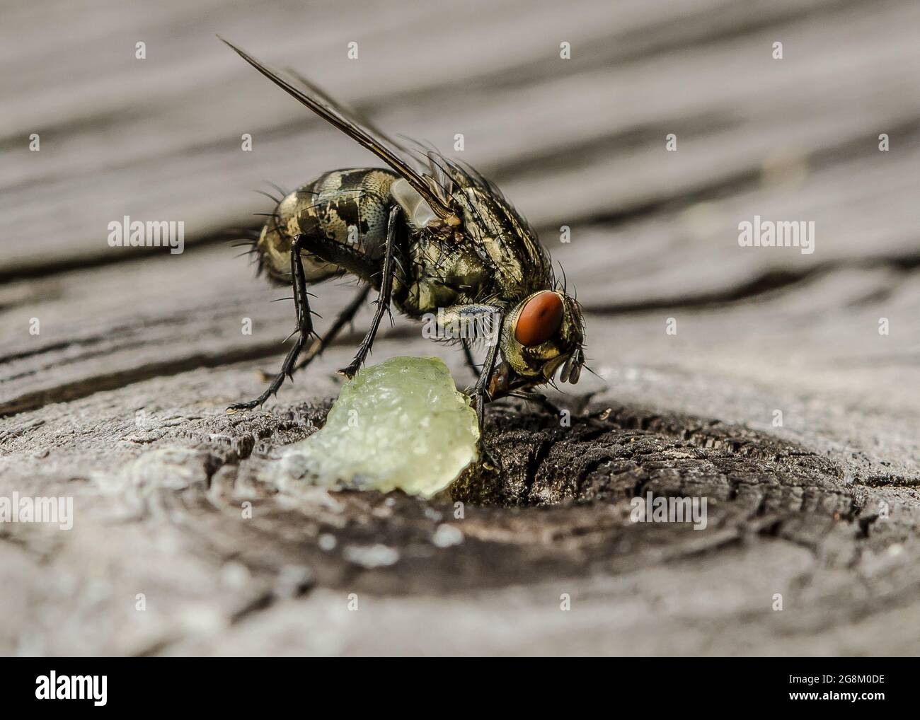 La mosca della casa rappresenta un parassita di grande importanza economica nel bestiame, contaminando i prodotti animali e trasmettendo una varietà di patogeni. Foto Stock