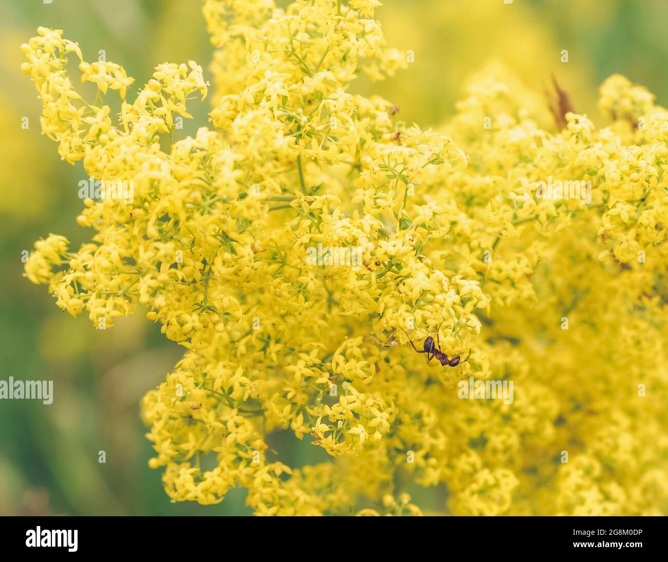 primo piano vista di fioritura galium verum fiori minuscoli con formica seduta su di esso Foto Stock