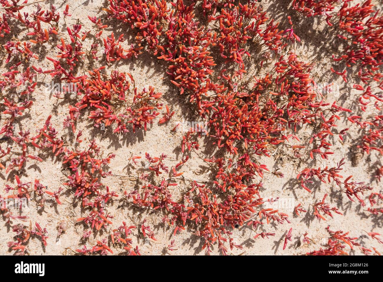 vista dall'alto sulla colonia di vetro rosso che cresce nella sabbia nelle giornate di sole Foto Stock