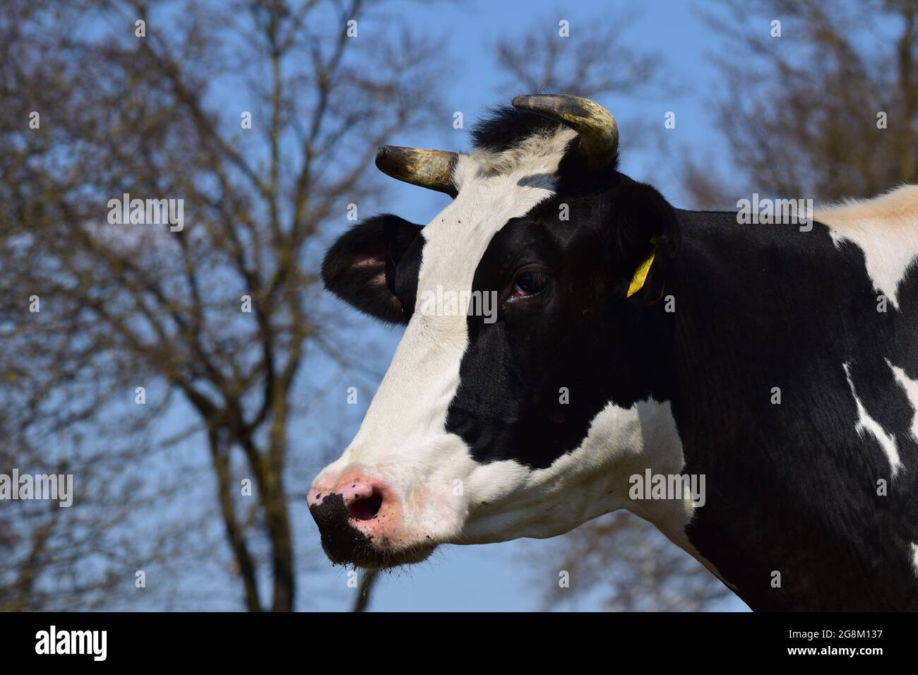 Ritratto della testa di un bianco e nero contro gli alberi e un cielo blu Foto Stock