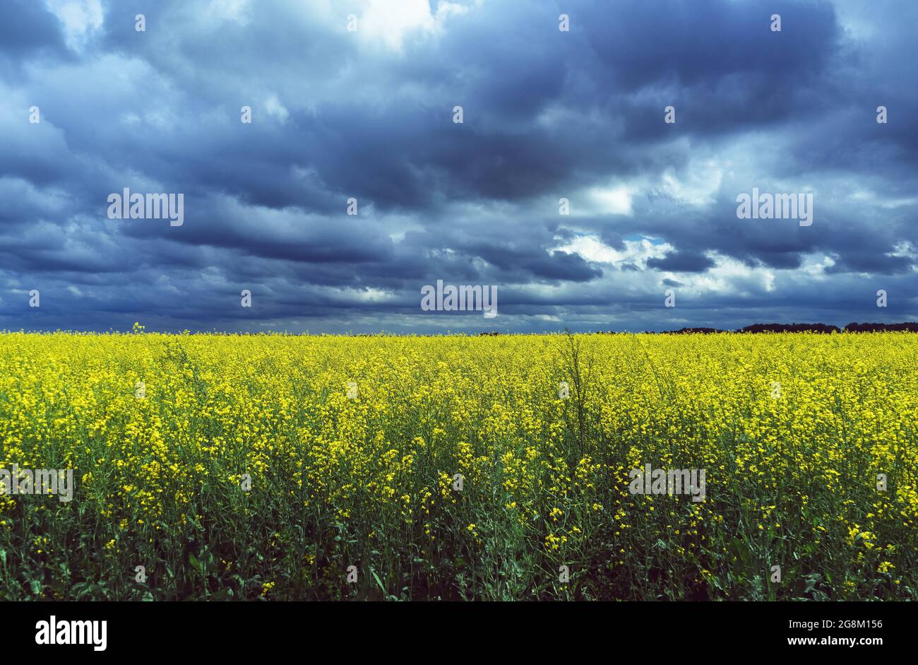 piante di colza gialle in fiore con cielo scuro tempestoso sopra di esso Foto Stock