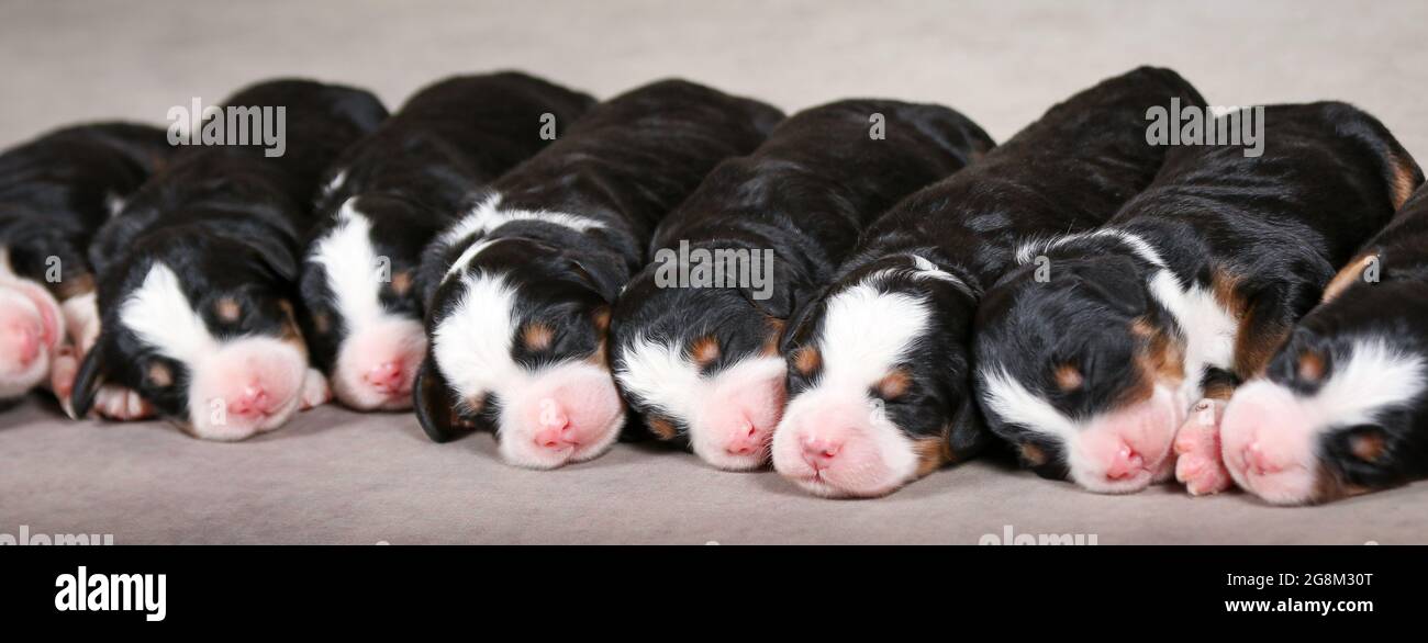 3 giorni di F1 mini bernedoodle cuccioli dormendo di fila Foto Stock
