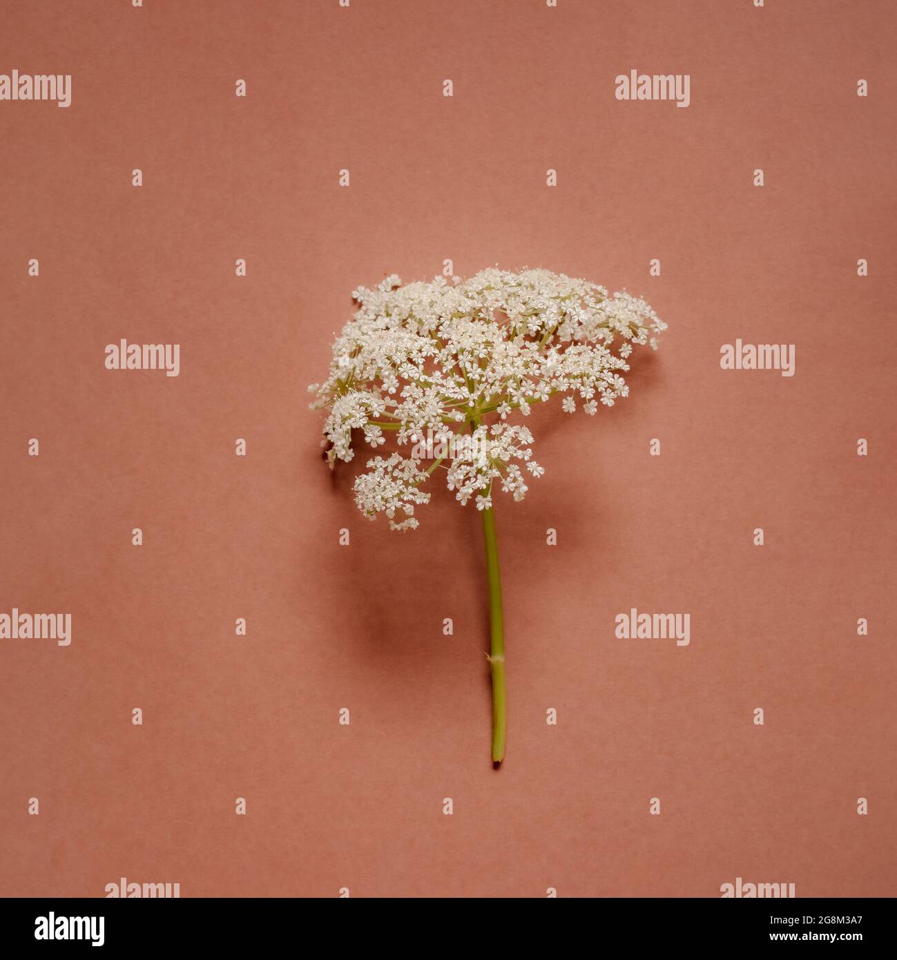 Podagraria di Aegopodium o fiore dell'anziano macinato su sfondo rosso caldo. Concetto minimo. Foto Stock