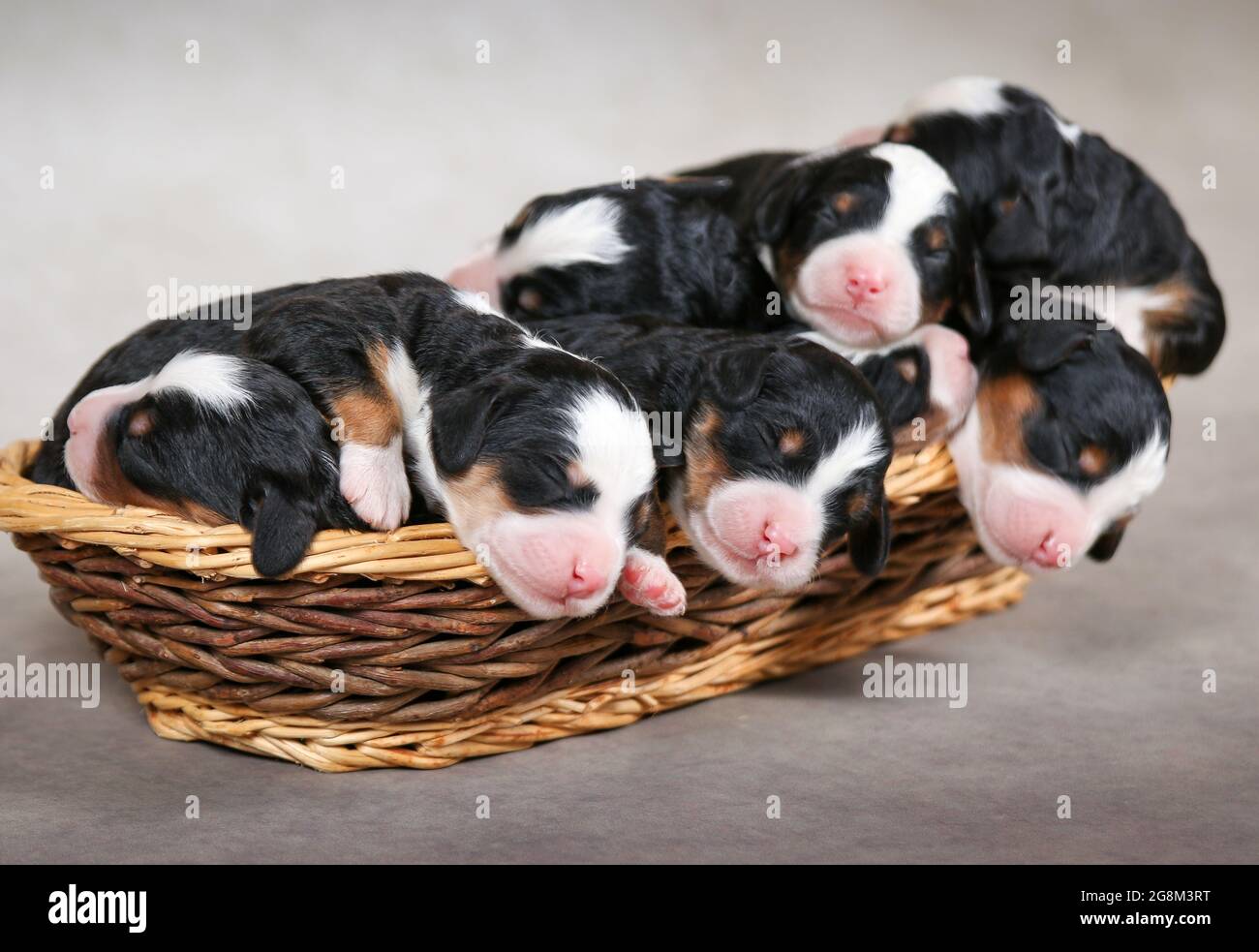 3 giorni di F1 mini bernedoodle cuccioli dormendo in un cestino Foto Stock