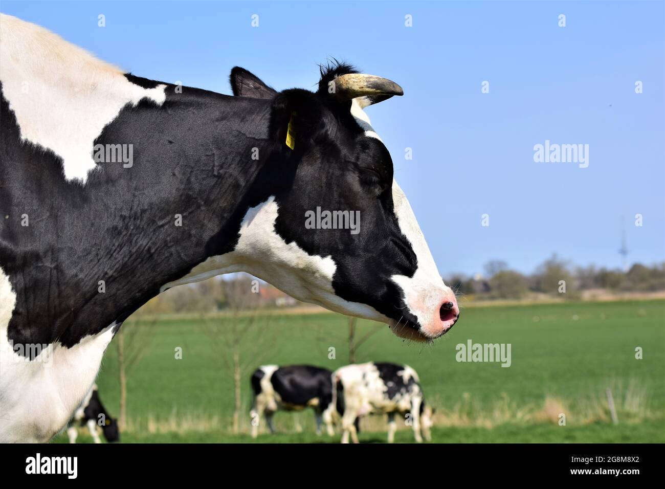 Ritratto della testa di una mucca bianca e nera sul prato Foto Stock