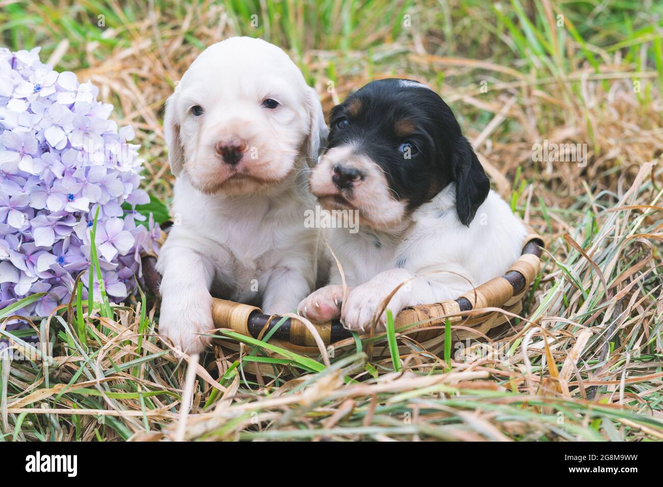 Due bellissimi cuccioli che guardano la macchina fotografica. Spazio di copia. Foto Stock