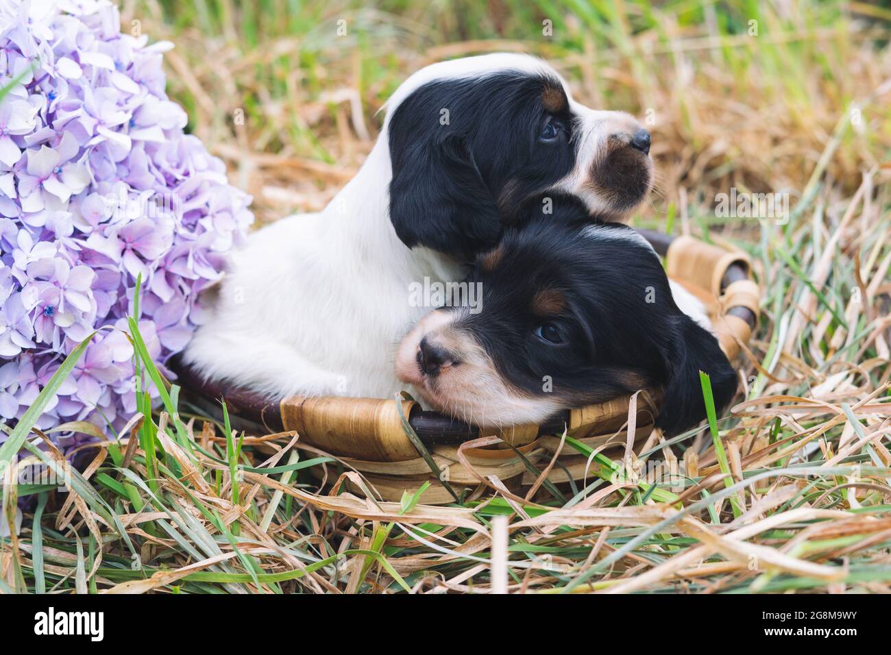 Due simpatici cuccioli inglesi in bianco e nero in un cesto sull'erba con un fiore. Spazio di copia. Foto Stock