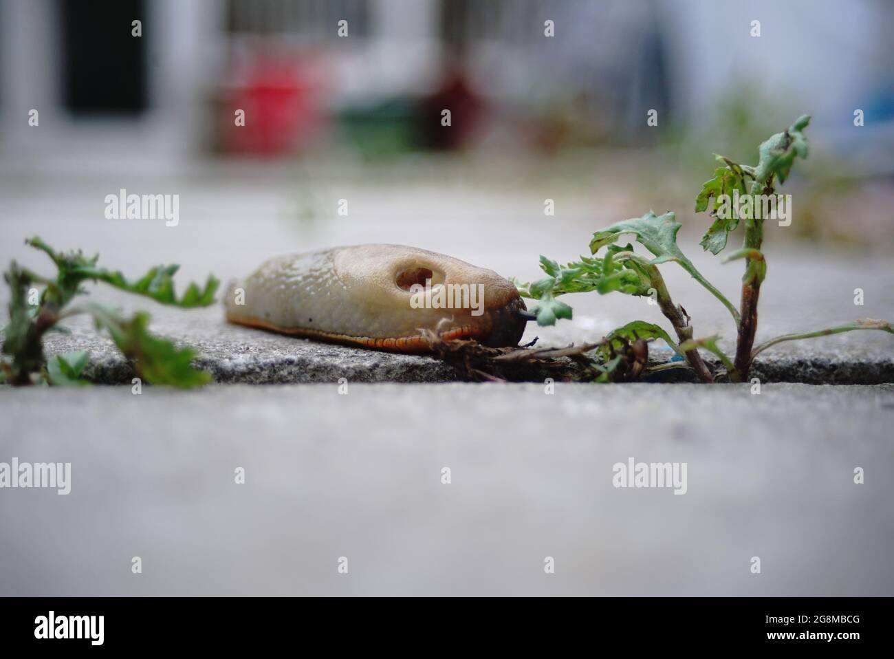 slug si avvicina lentamente ad un giardino erbaccia Foto Stock