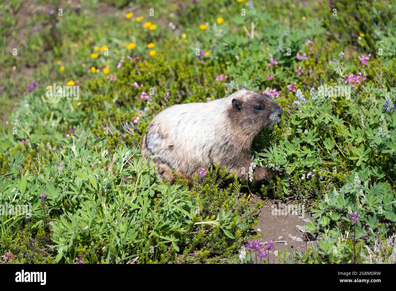 Una marmotta buia in un prato fiorito al Paradise nel Parco Nazionale del Monte Rainier. Il roditore sta cercando un pasto di vegetazione naturale compreso lupino Foto Stock