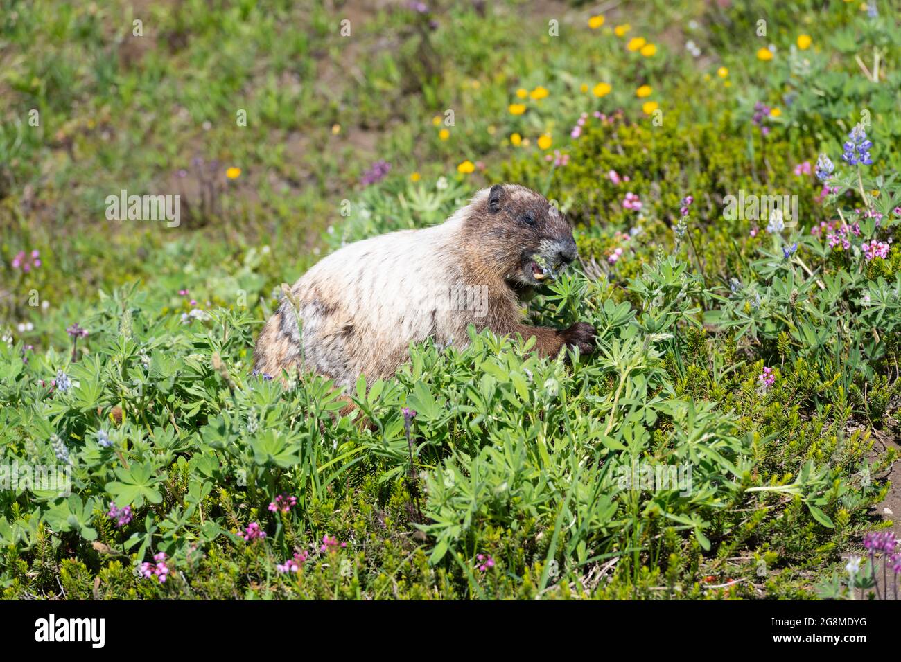 Una marmotta bufera in un prato di fiori al Paradise nel Parco Nazionale del Monte Rainier che si nutrono di fiori lupini estivi nel mese di agosto Foto Stock