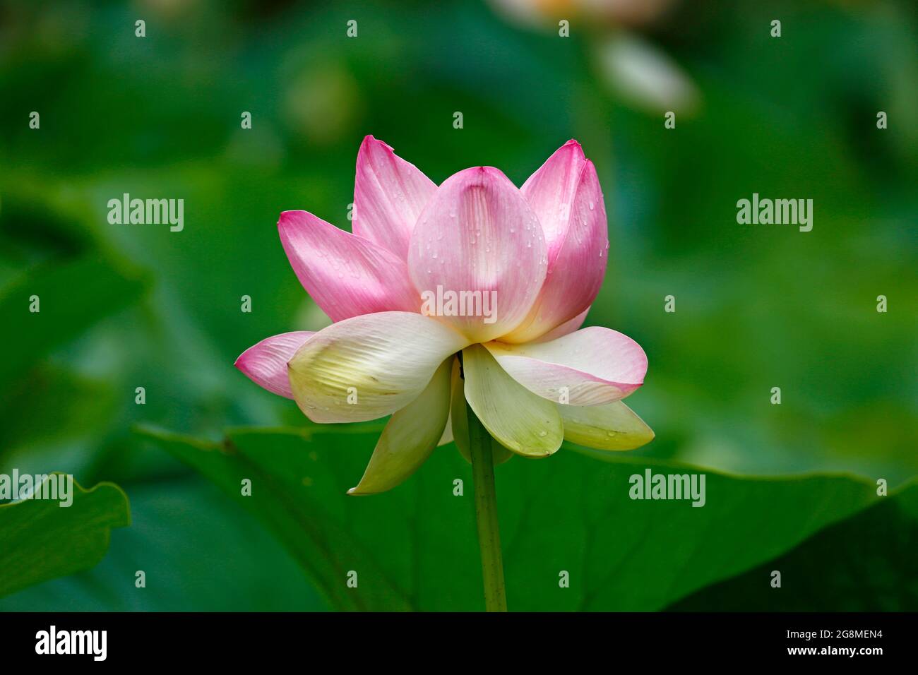 Un fiore di loto completamente aperto a Melbourne, Australia. Foto Stock