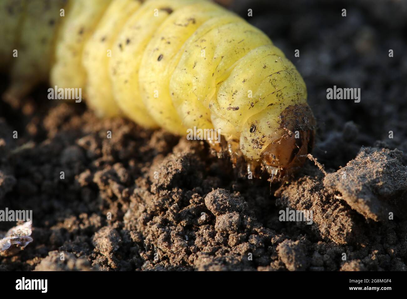 Caterpillar Galleria mellonella; cera. Insetto parassita. Primo piano. Messa a fuoco selettiva. Foto Stock